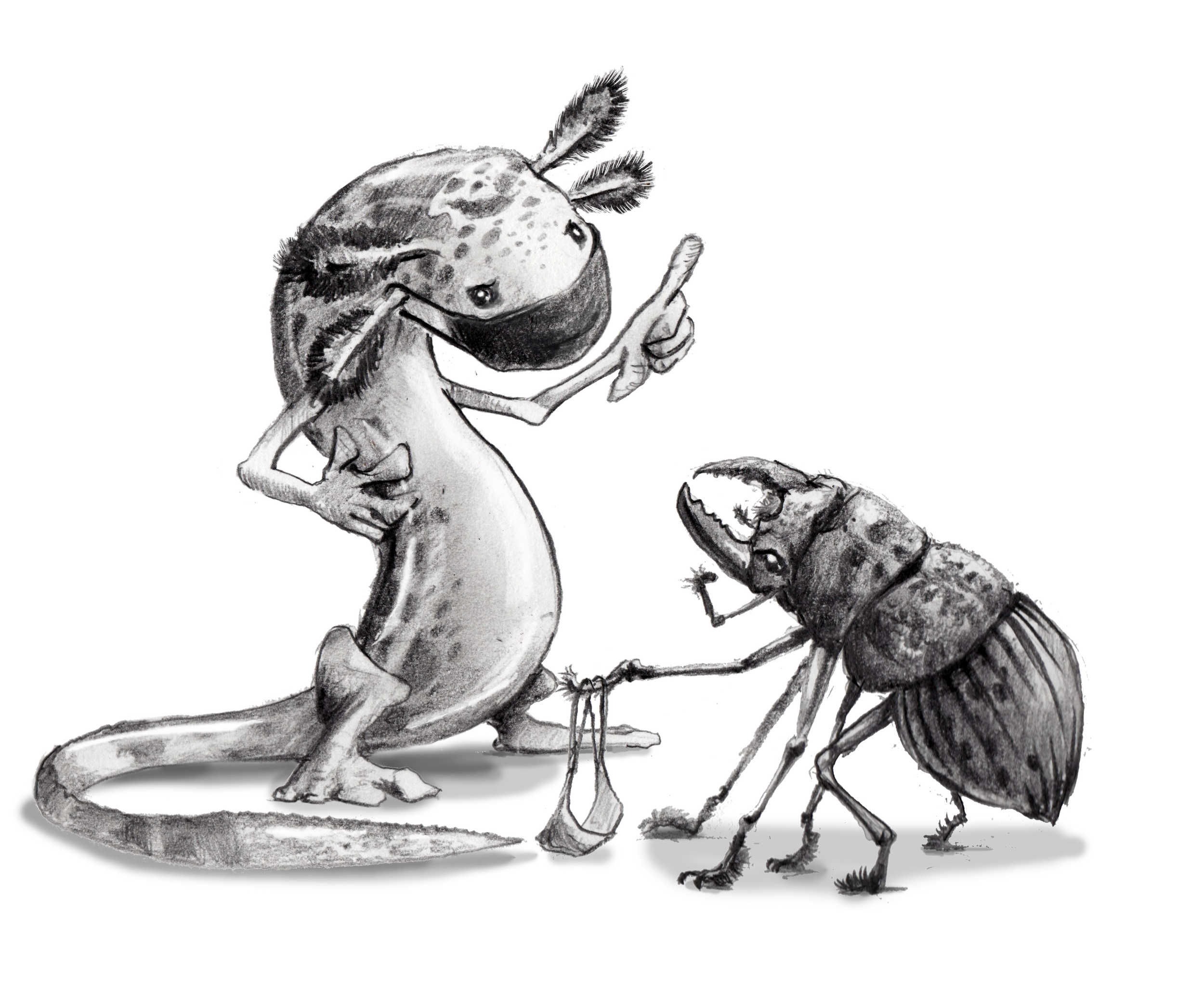 salamander:beetle.png