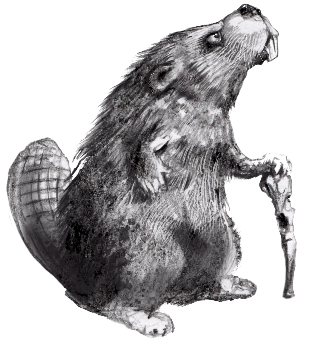beaver.png