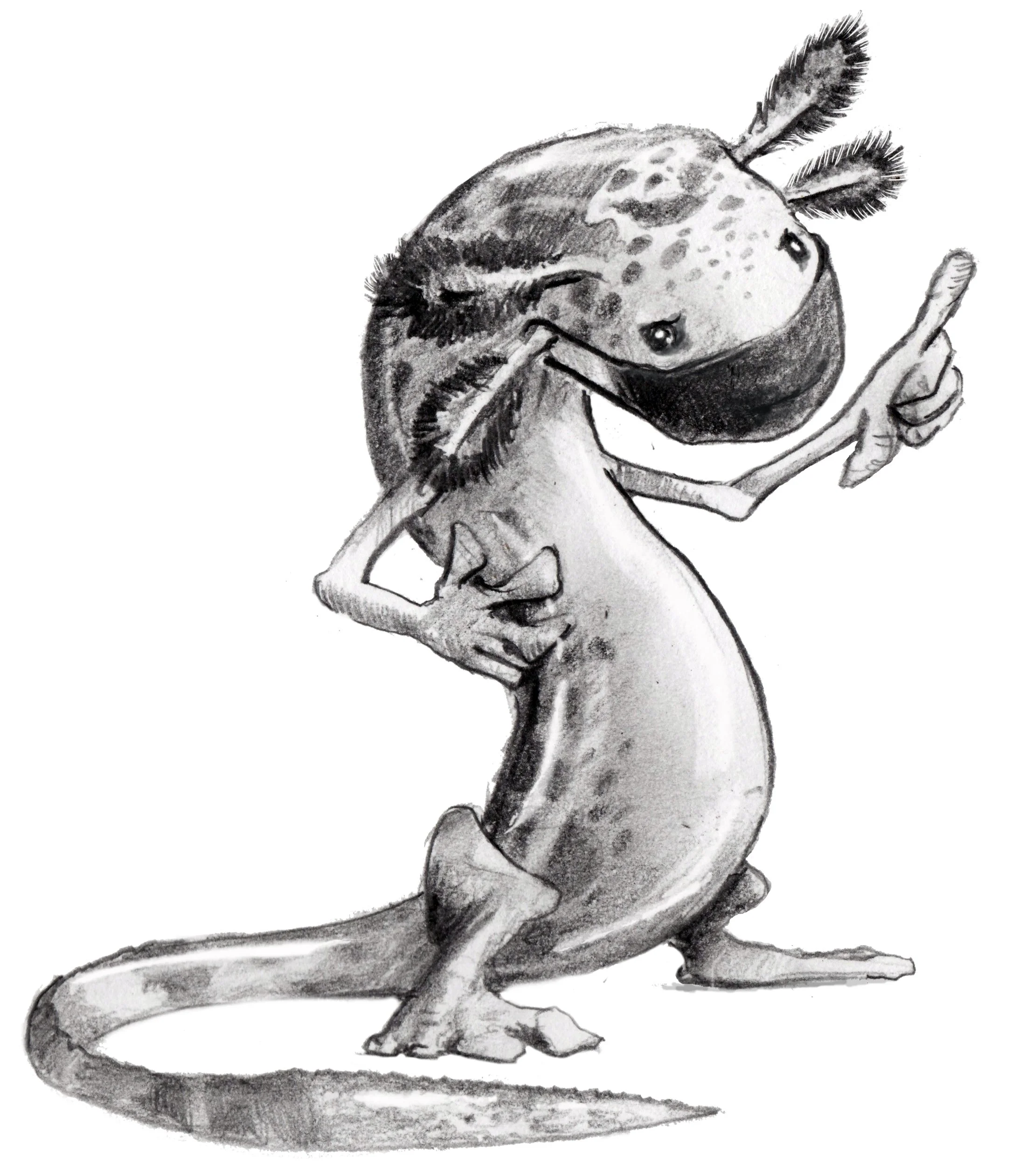 salamander.jpg