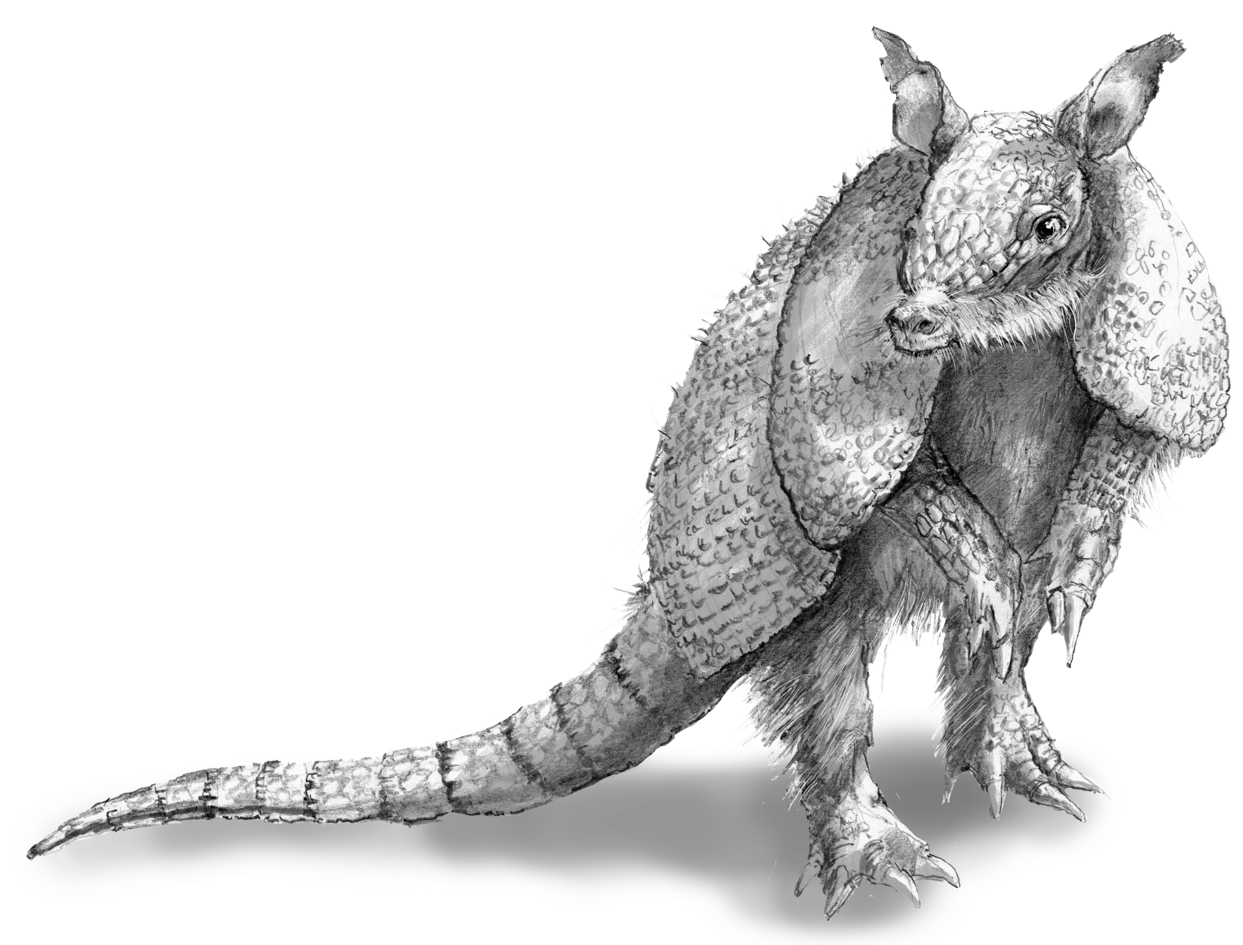 armadillo.png