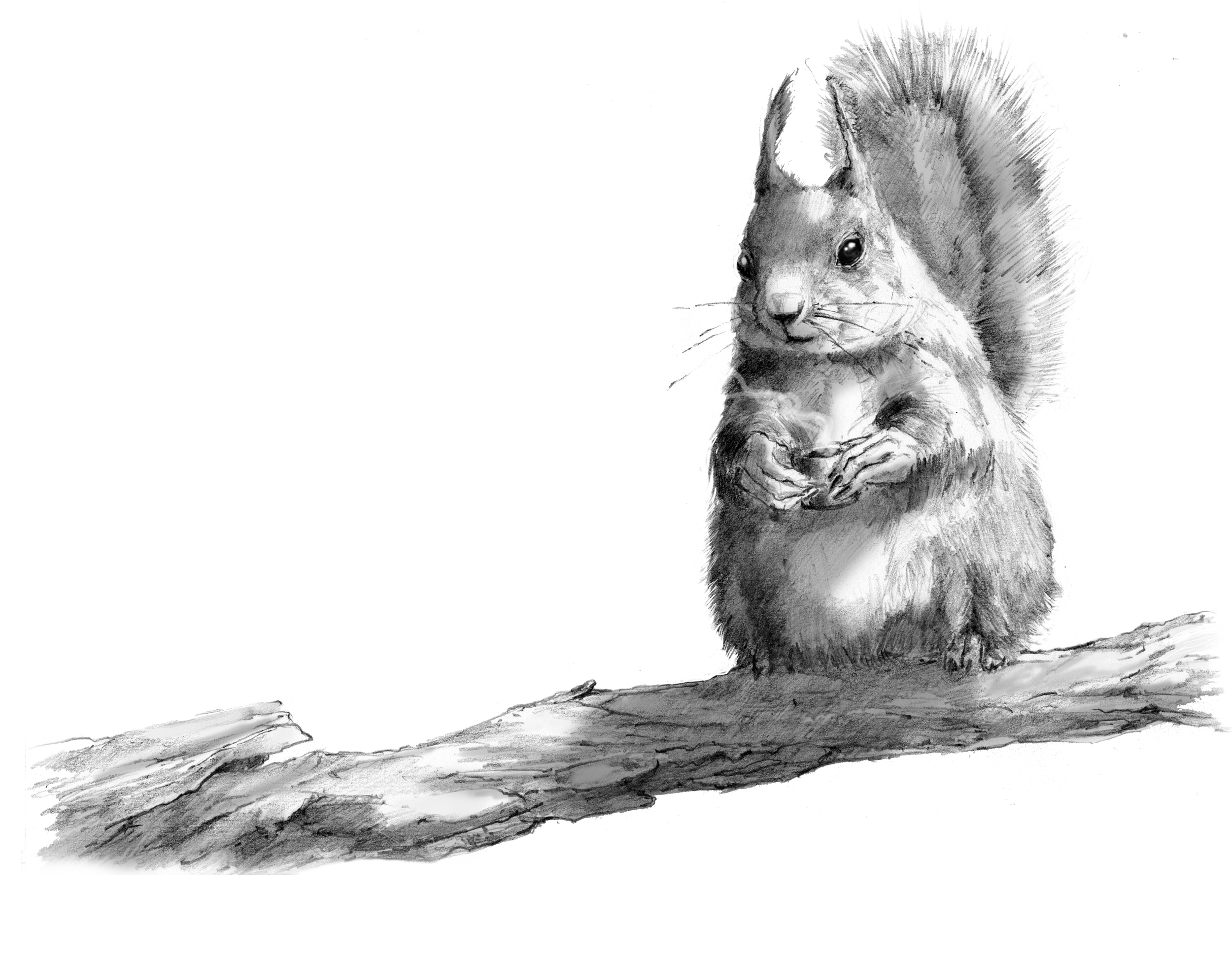 squirrel copy.png