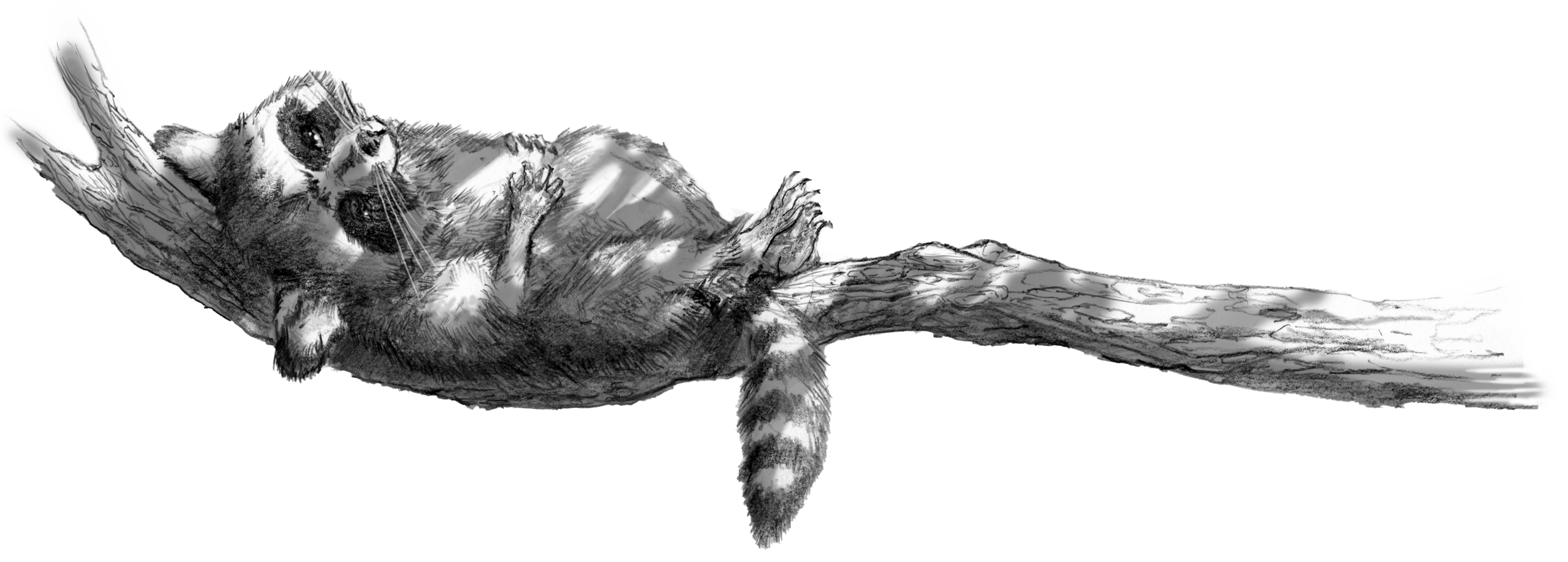 raccoon clouder.png