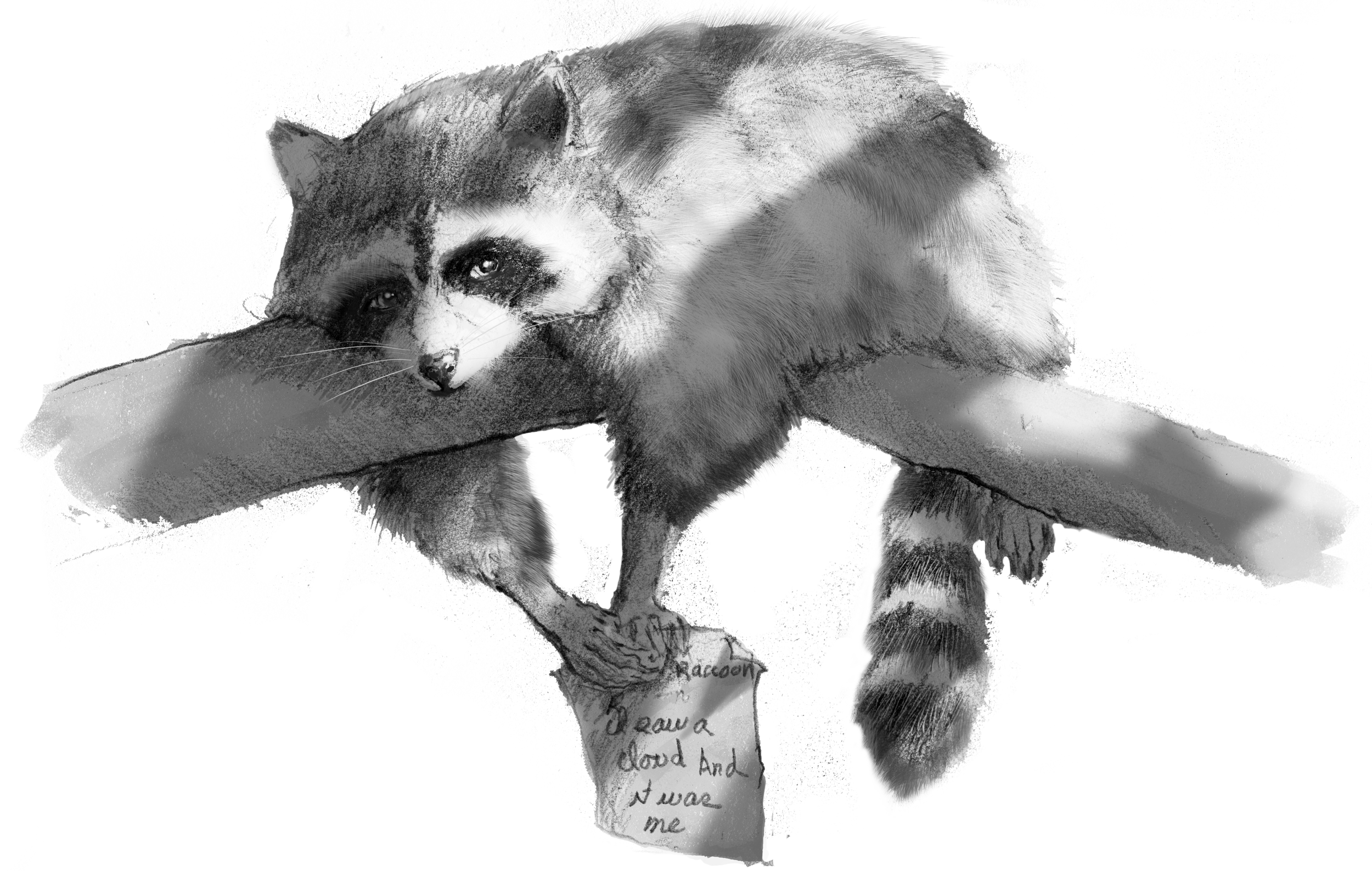 raccoon writer.png