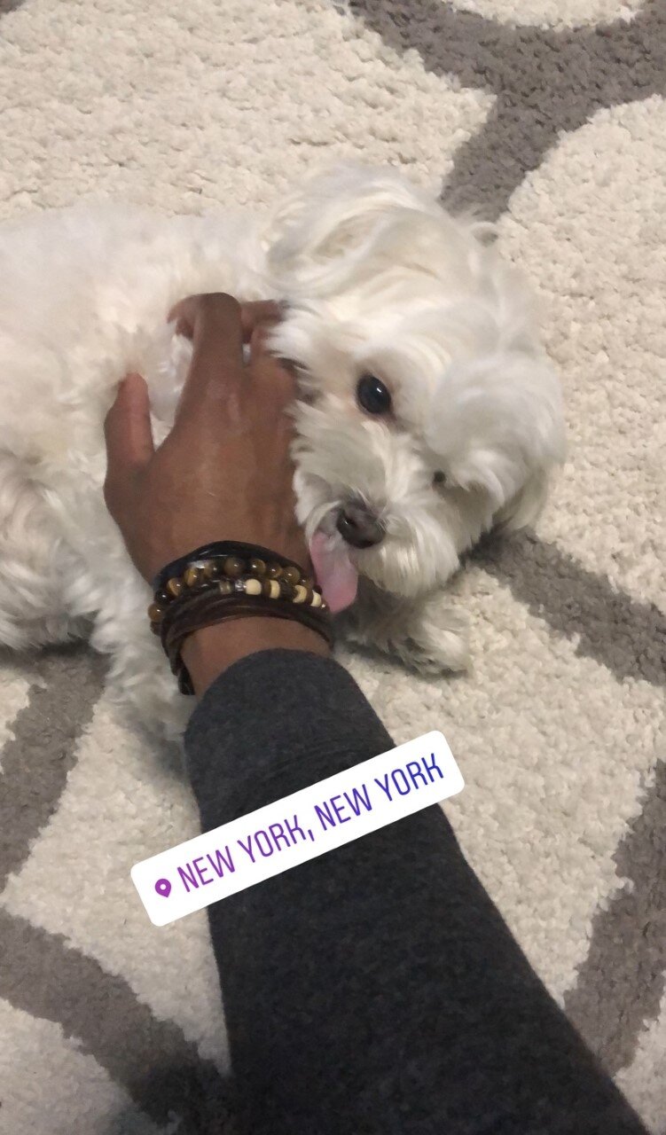 dog4.jpg
