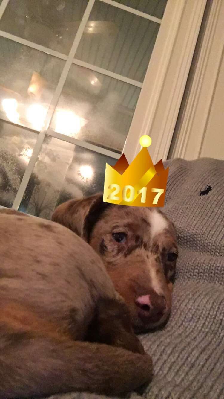 dog10.JPG