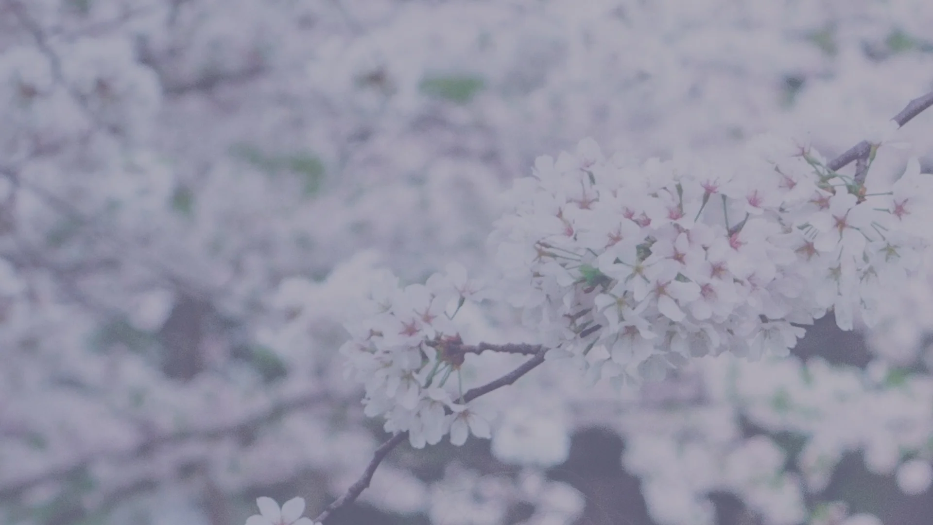 JUST-FLOWERS.jpg