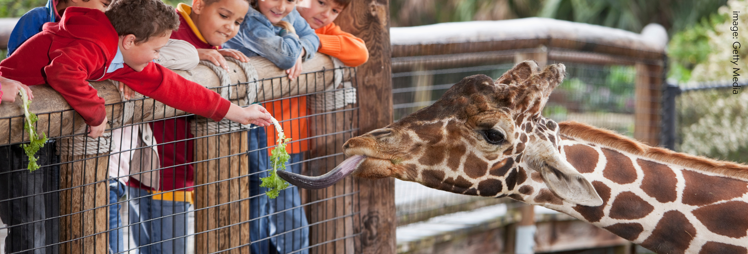 a group of children feeds vegetables to a giraffe in a zoo
