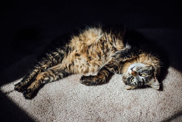 arya prepping for her cameo on bachelor in paradise.🐱🌞 || #arya #stephaniebphotography