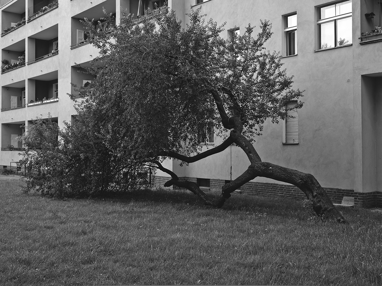 tree_sideways.jpg