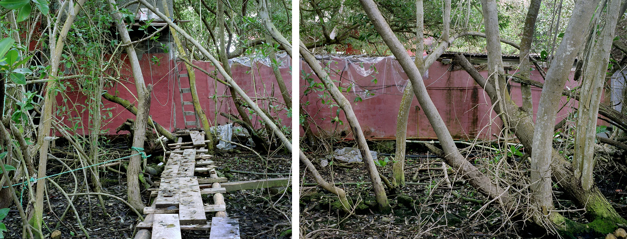 mangrovereclamation diptych.jpg