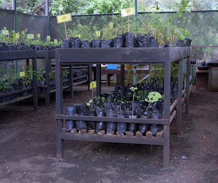 seedlings1 2.jpg