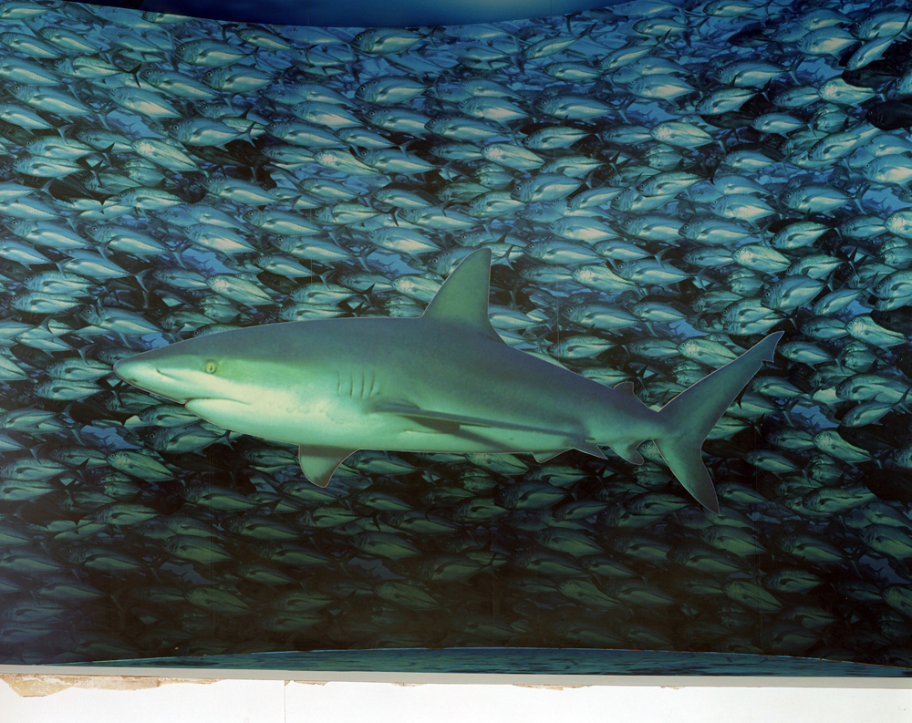 shark 2.jpg
