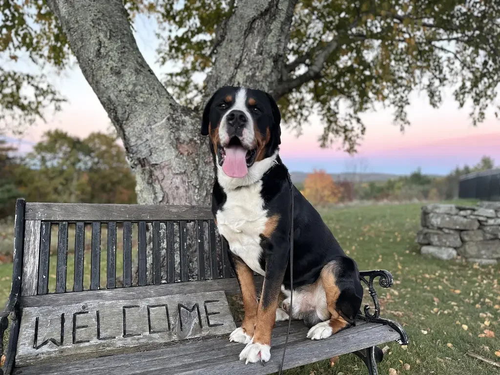 Blue Bear Inn dog.webp