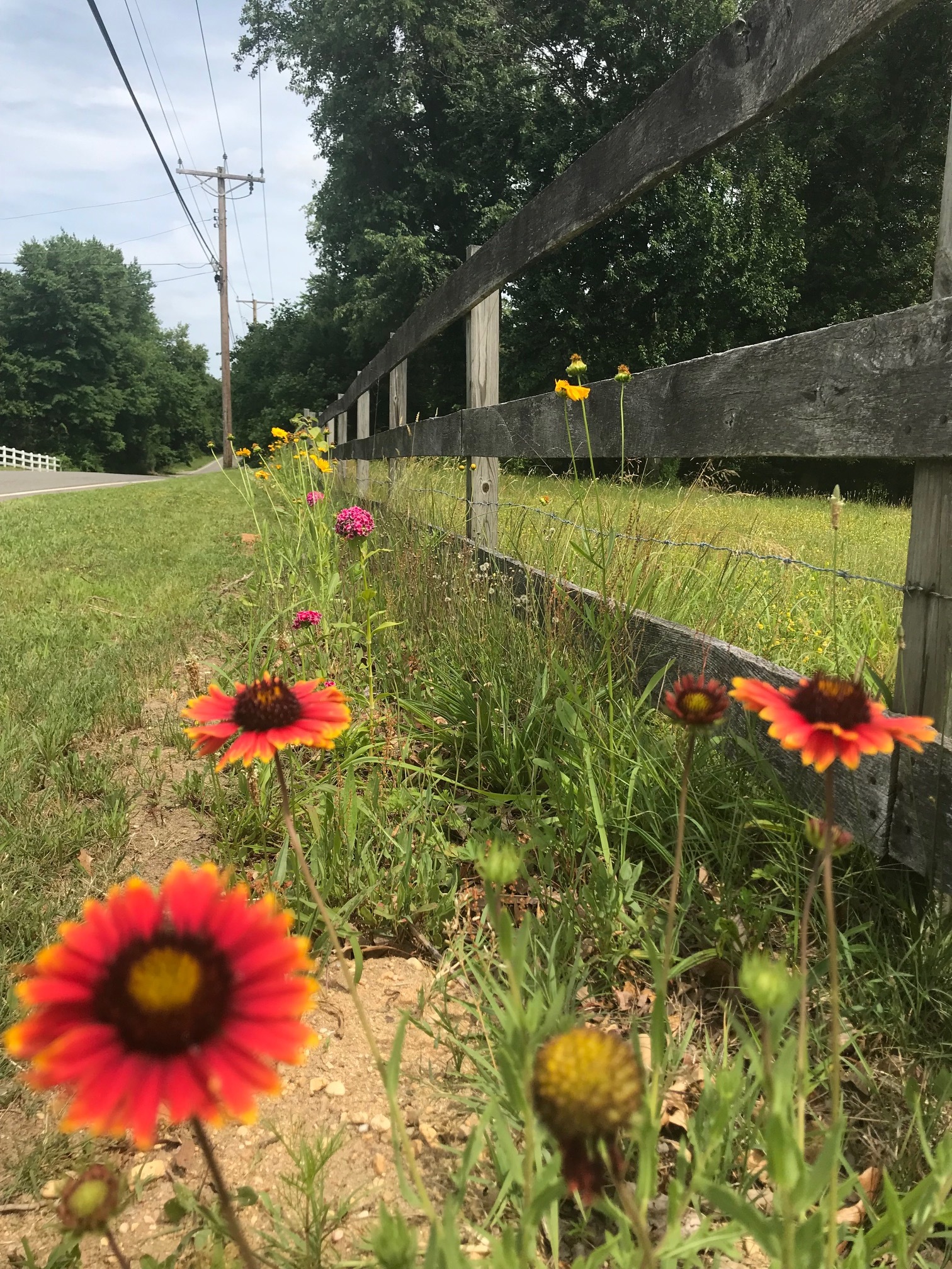 FenceFlowers2.jpg