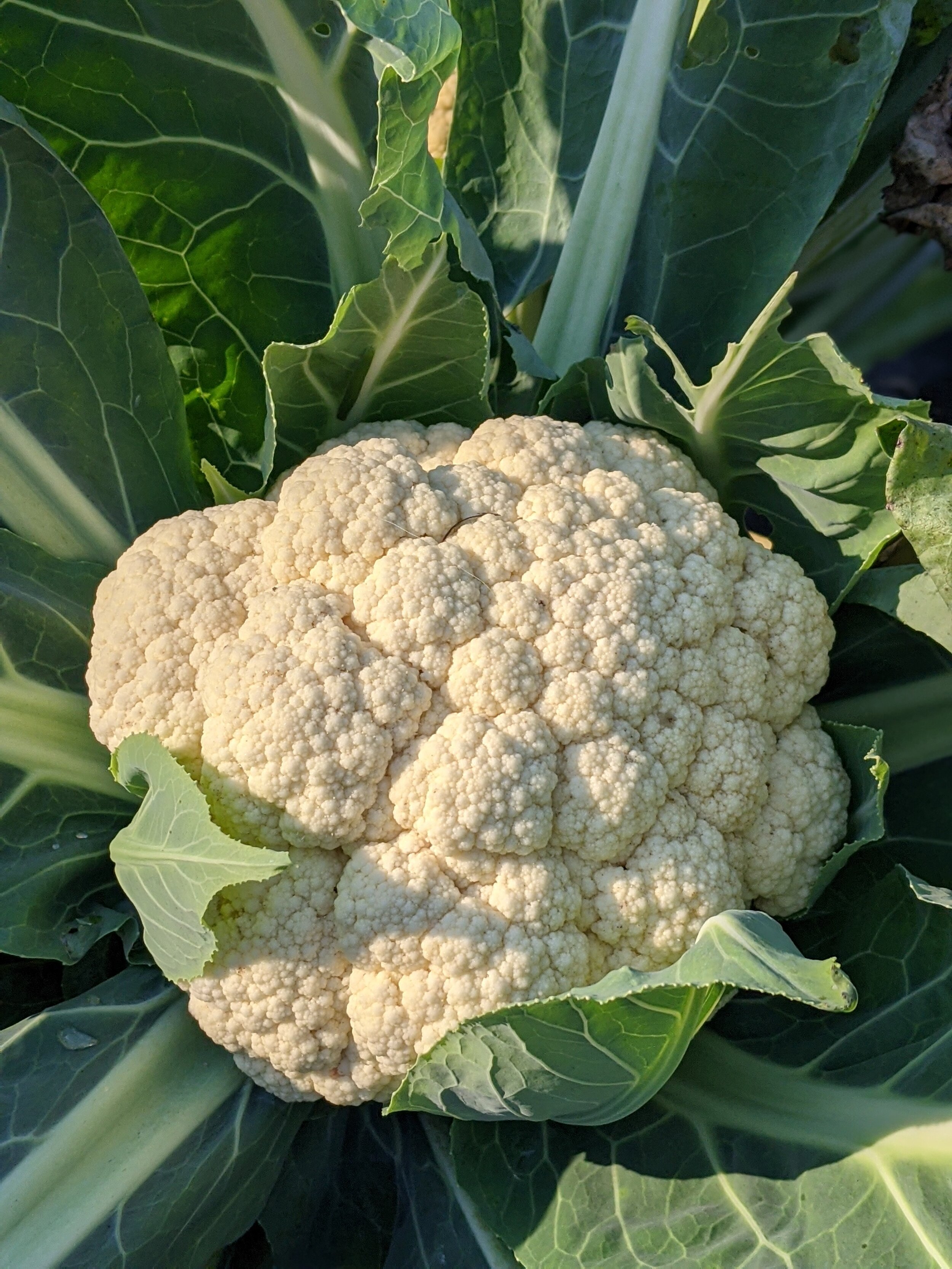 Cauliflower2.jpg