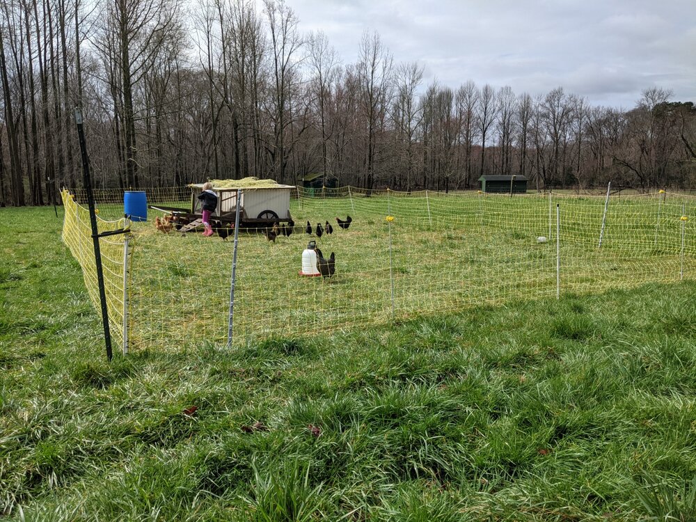 Hens Within Electric Fence