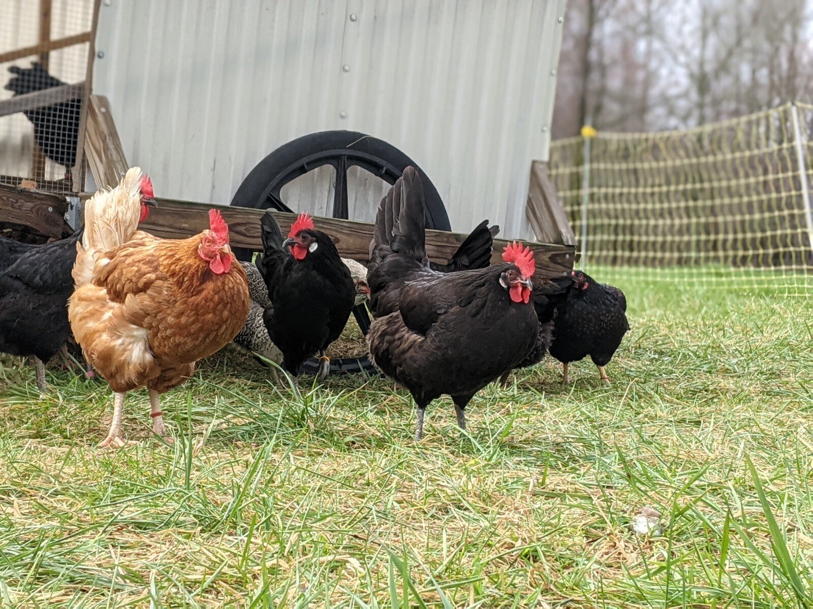 Happy Birds