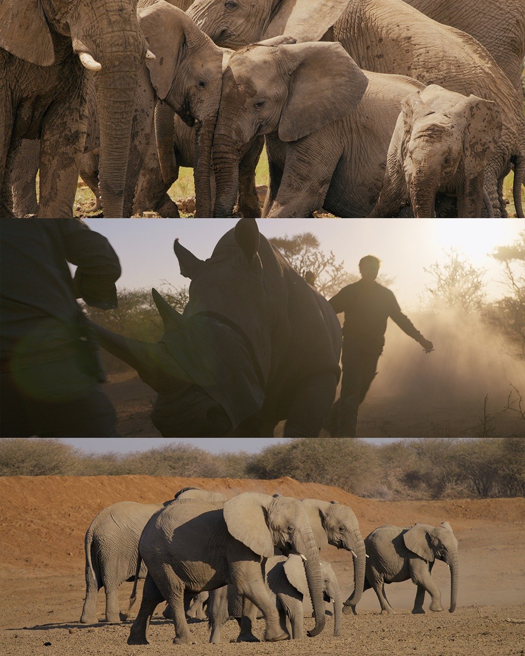 Paid In Blood is now streaming on @janson.tv. A tremendous exercise in documentary filmmaking by @byronjpace, the story grabbed me from my first rough cut viewing. Do yourselves a favor and watch it! 
The challenges and reality of conservation in Af