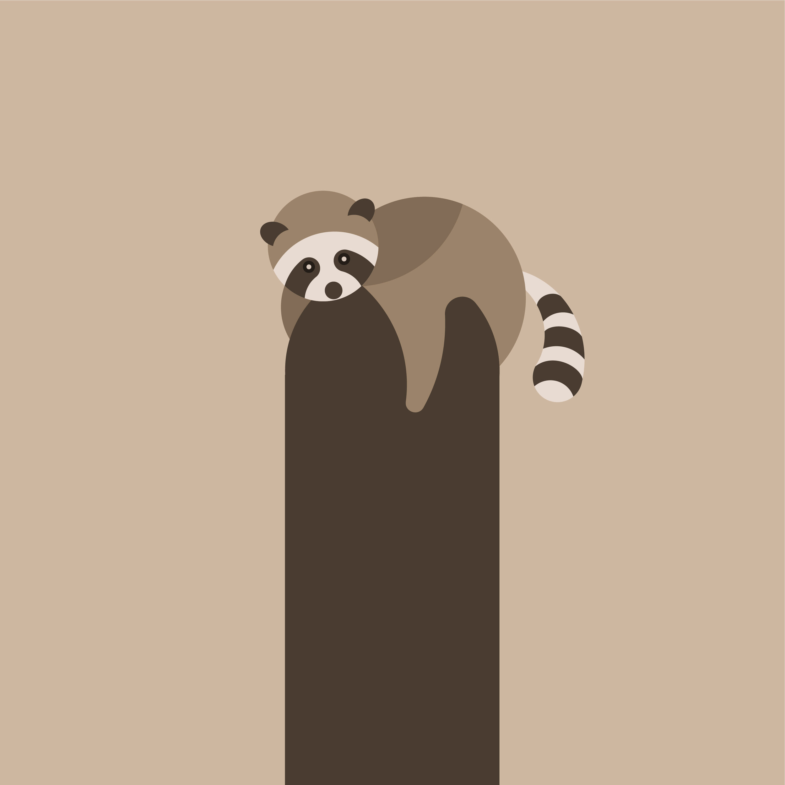 Racoon 03.jpg