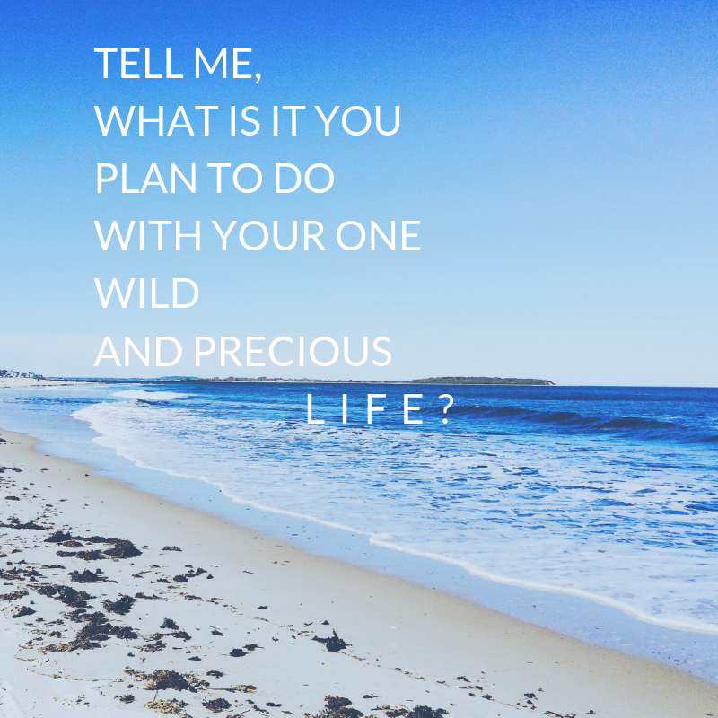 Quote from “Grasshoppers” by Mary Oliver.