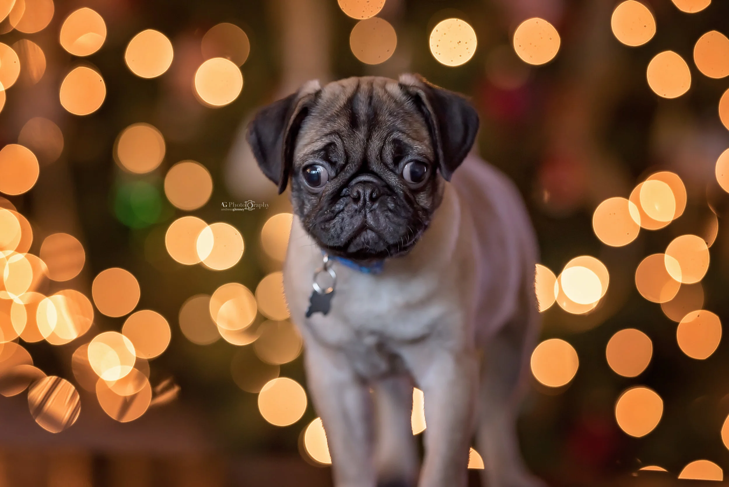 Pug Holiday photo session