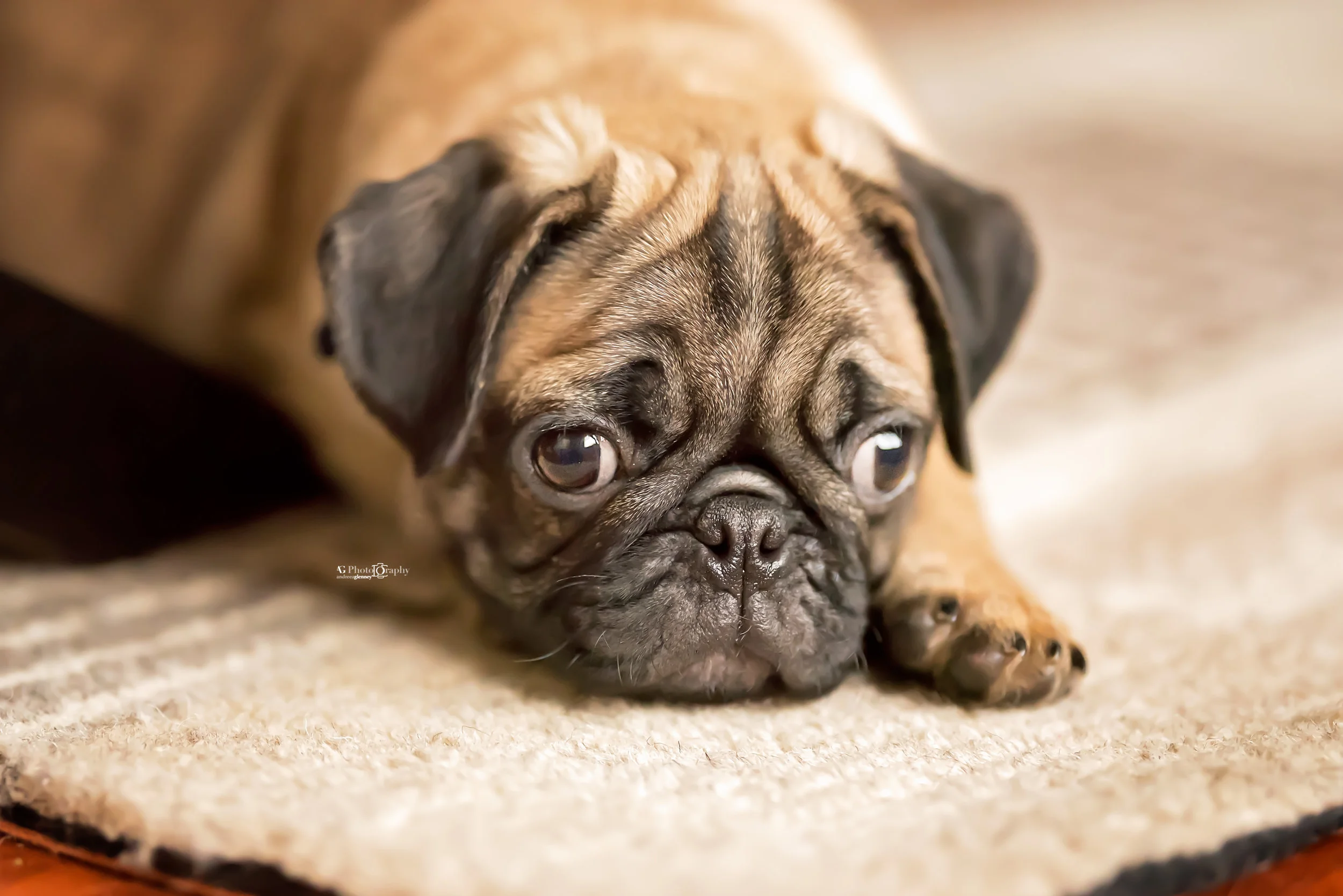Pug photo