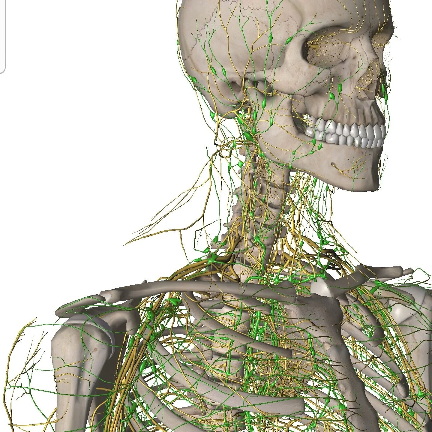 ANF Therapy against Shoulder, Neck and Jaw Pain