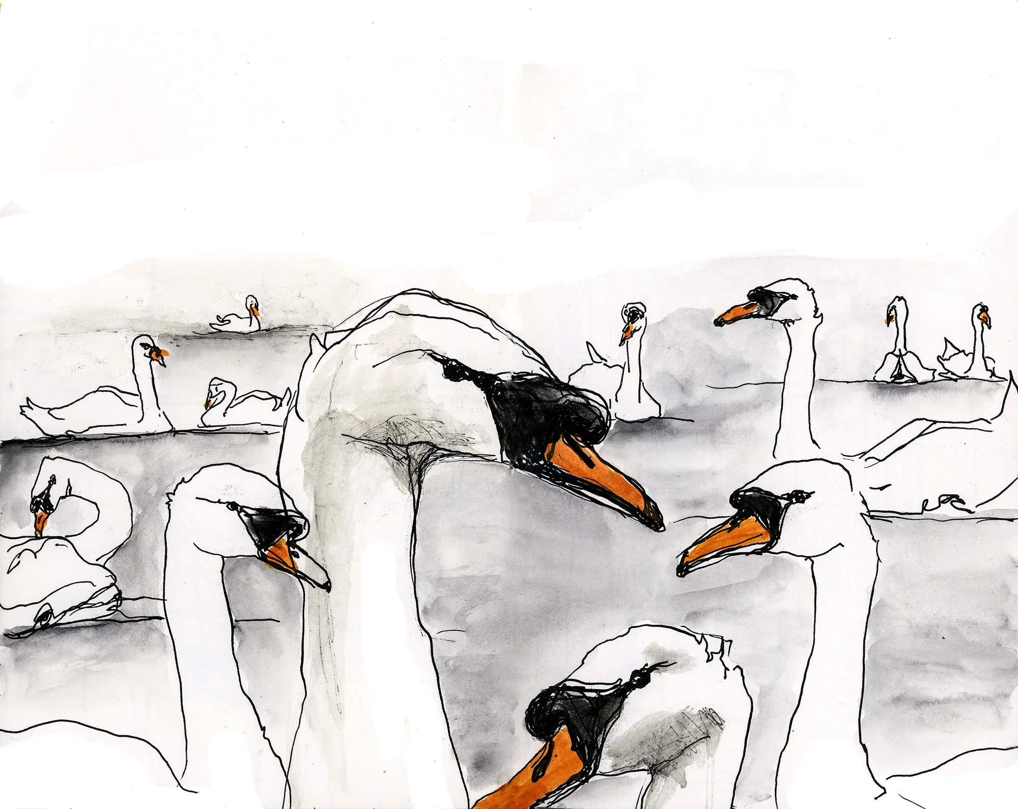 Swans