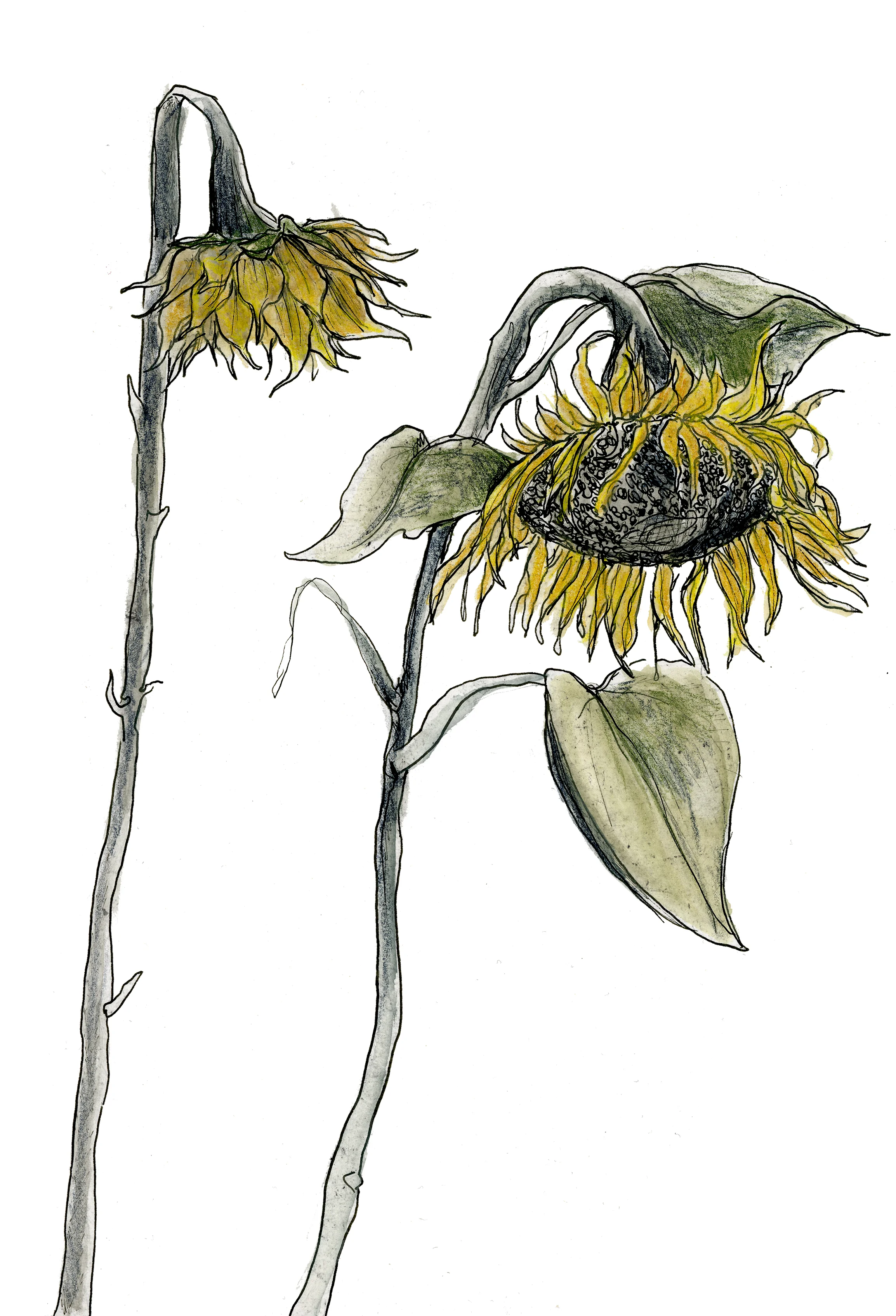 sunflowers.jpg