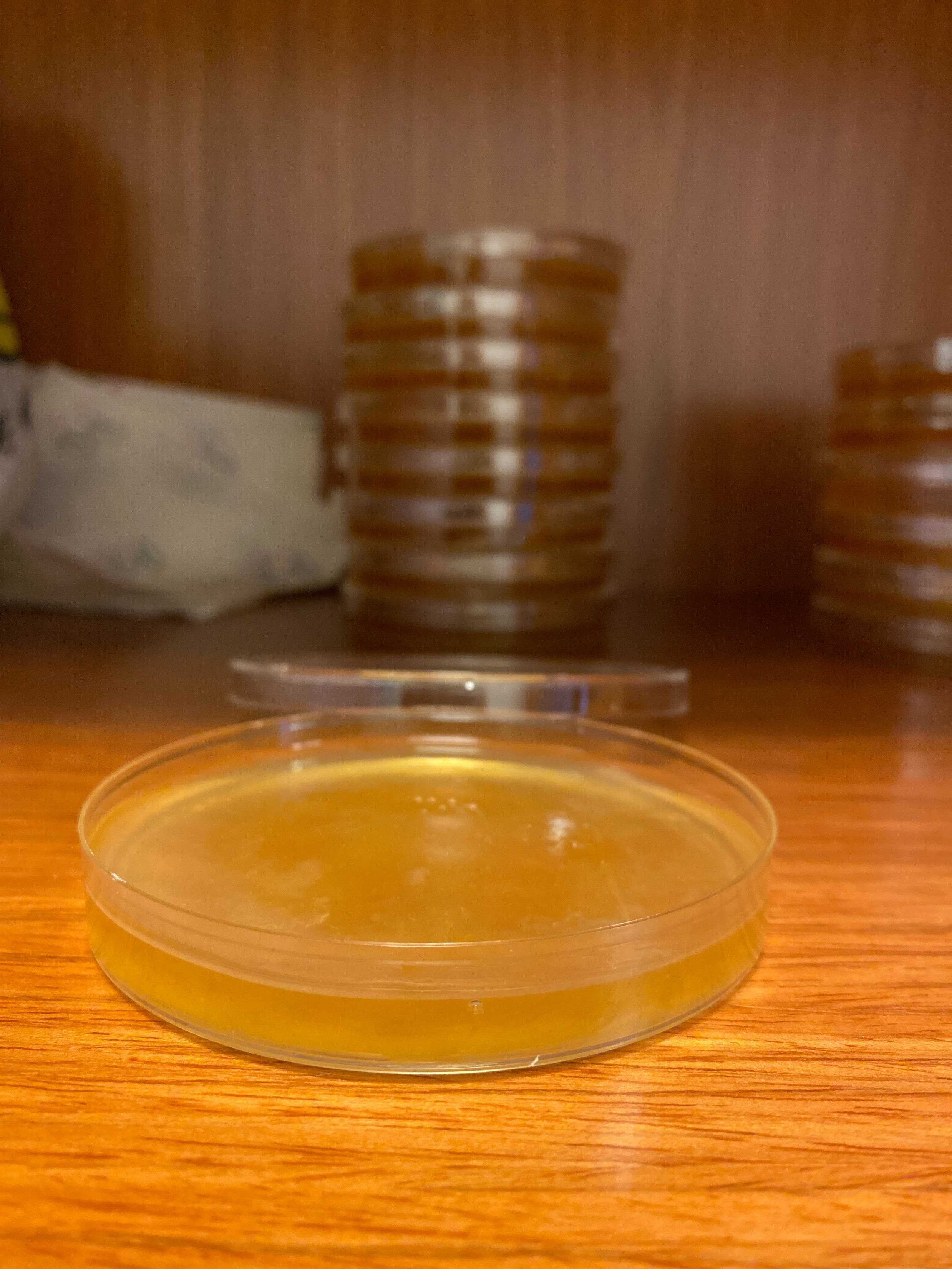 SCOBY growing in petri dishes