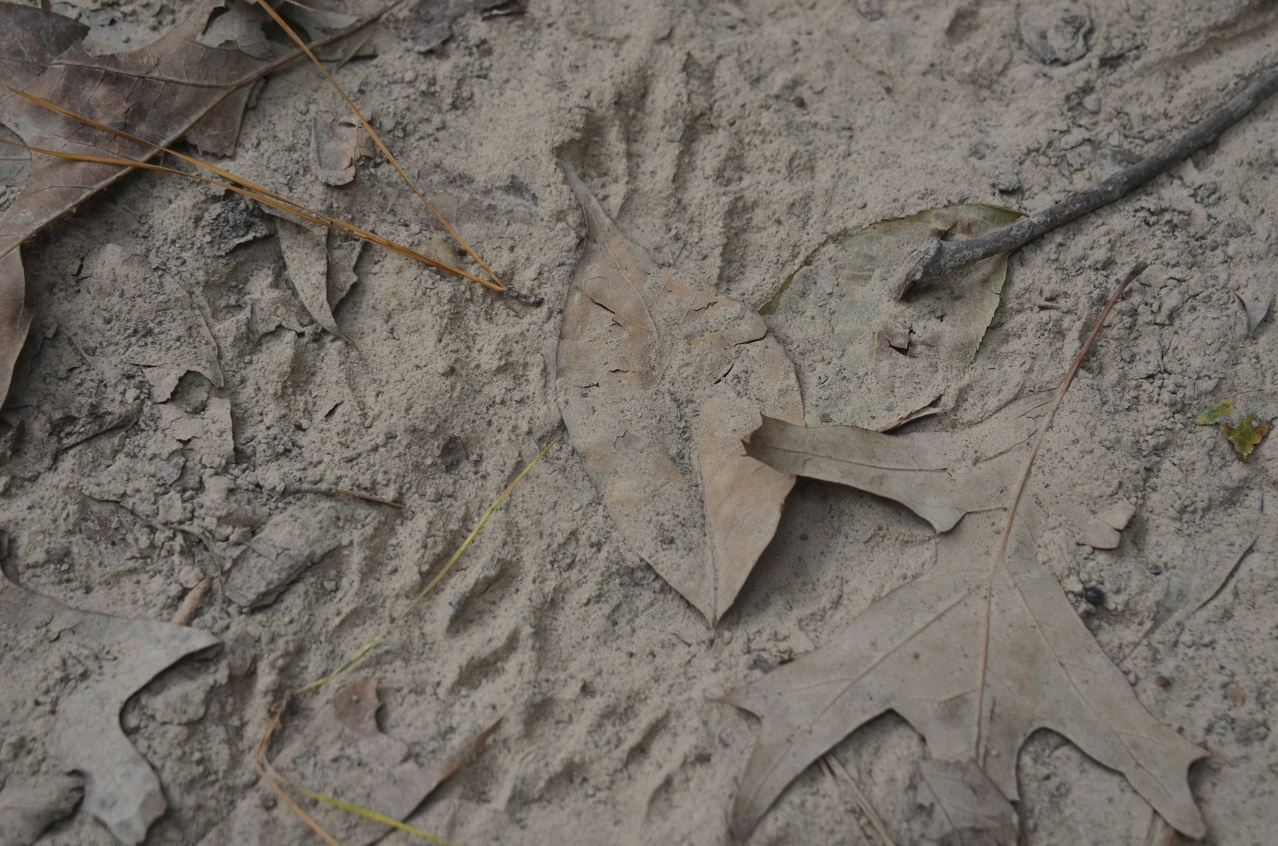 TracksInTheSand11152014.jpg