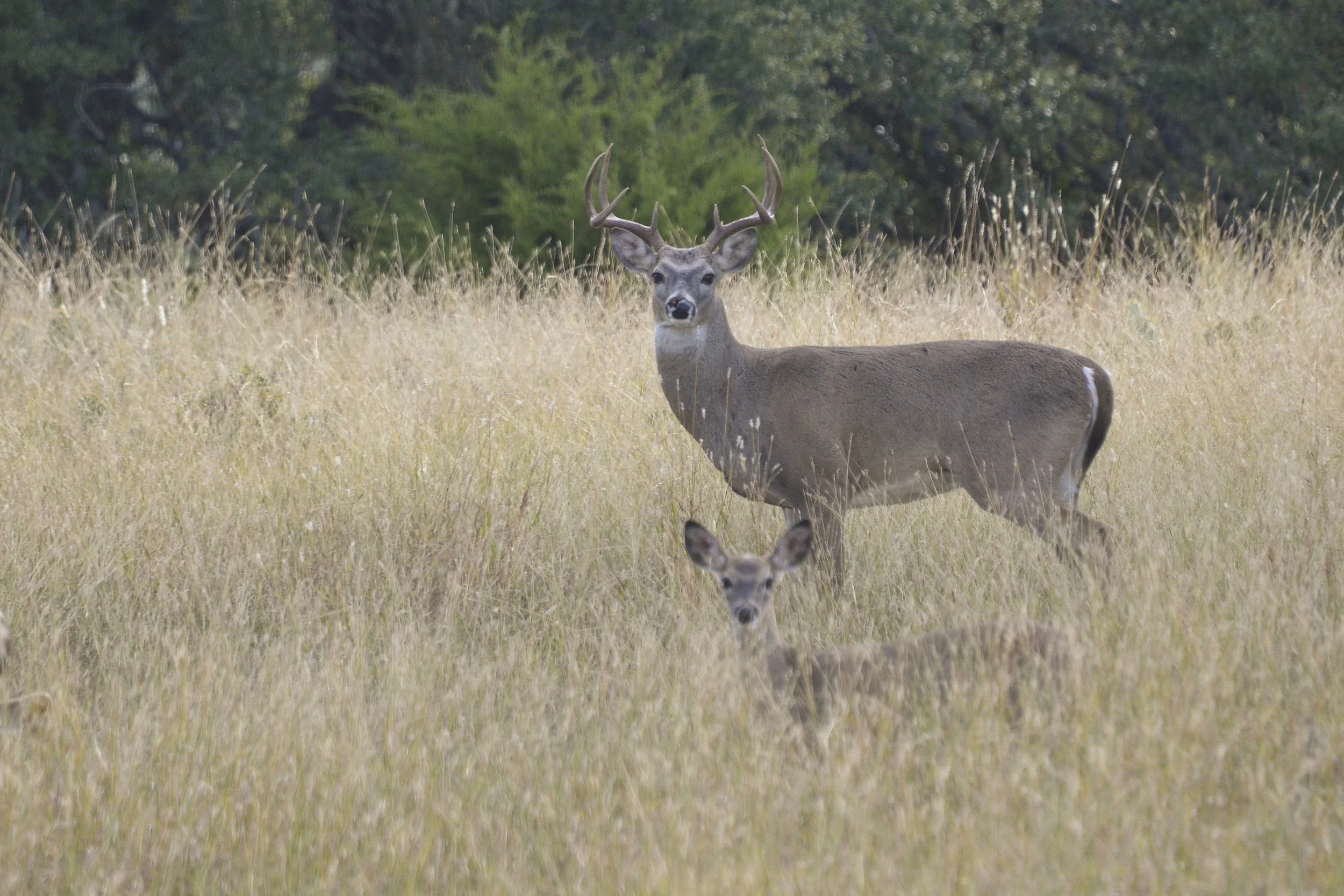 BuckStandingWithOtherDeer10192014.jpg