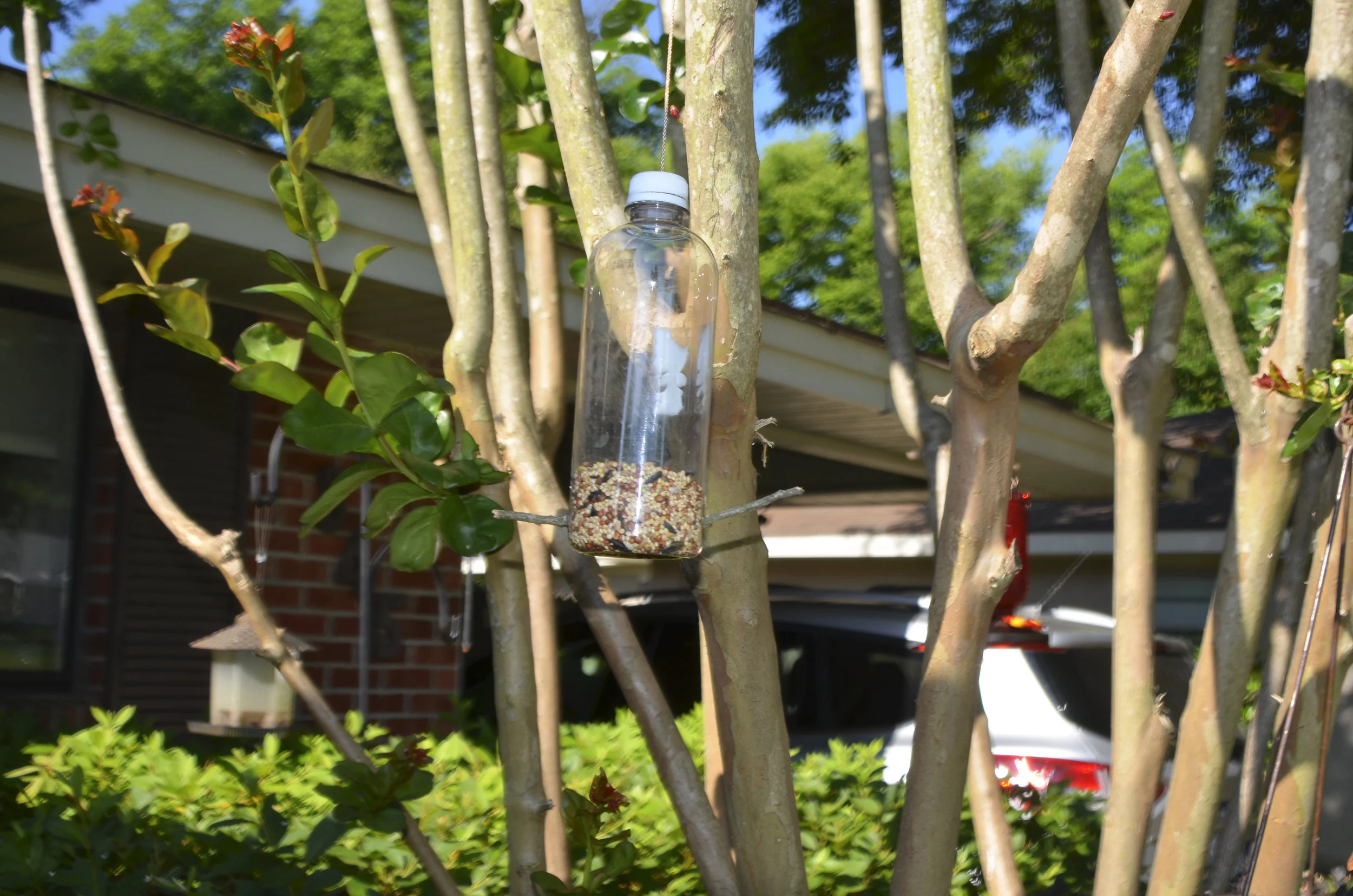 WaterBottleFeederInTree.jpg