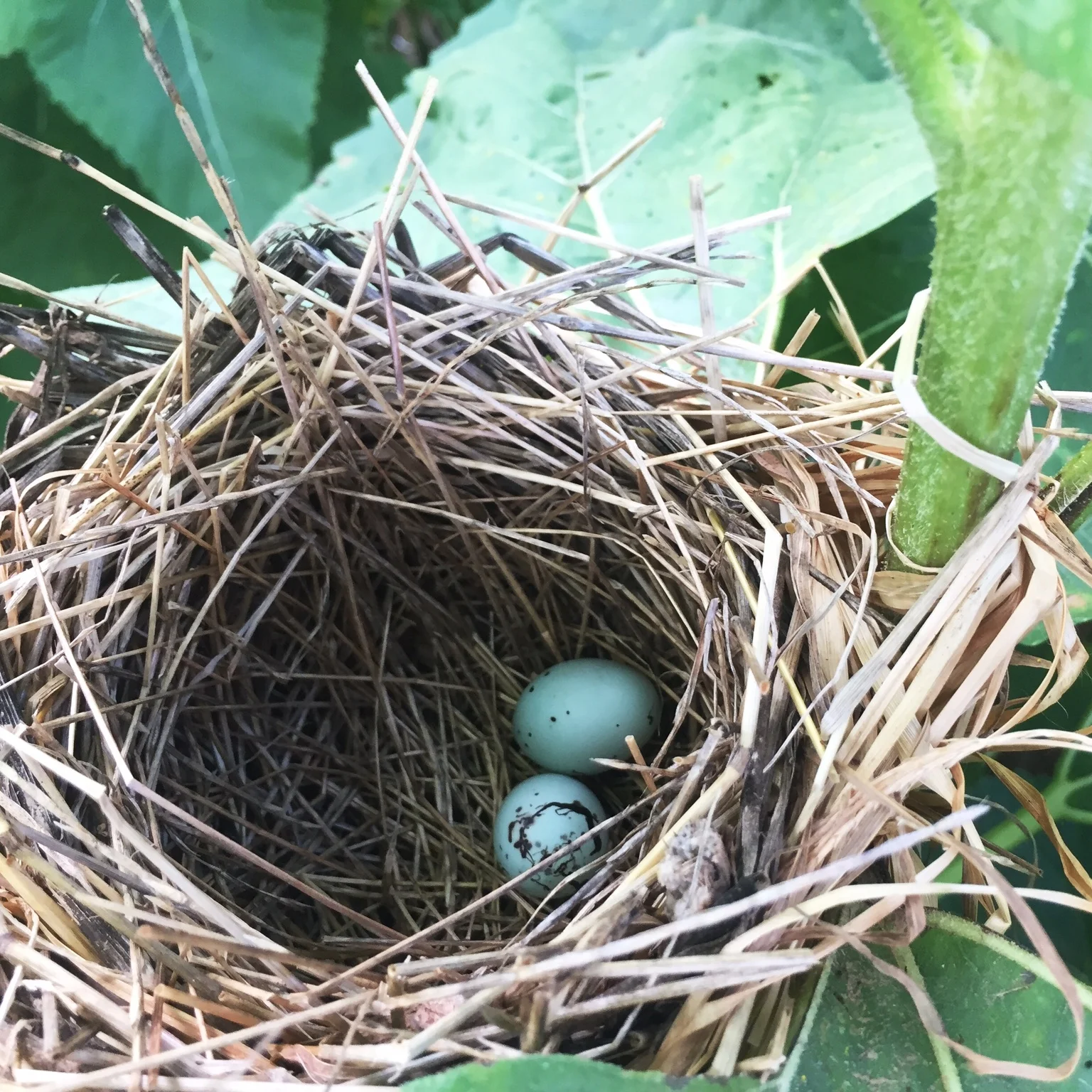 Why Learn About Birds?