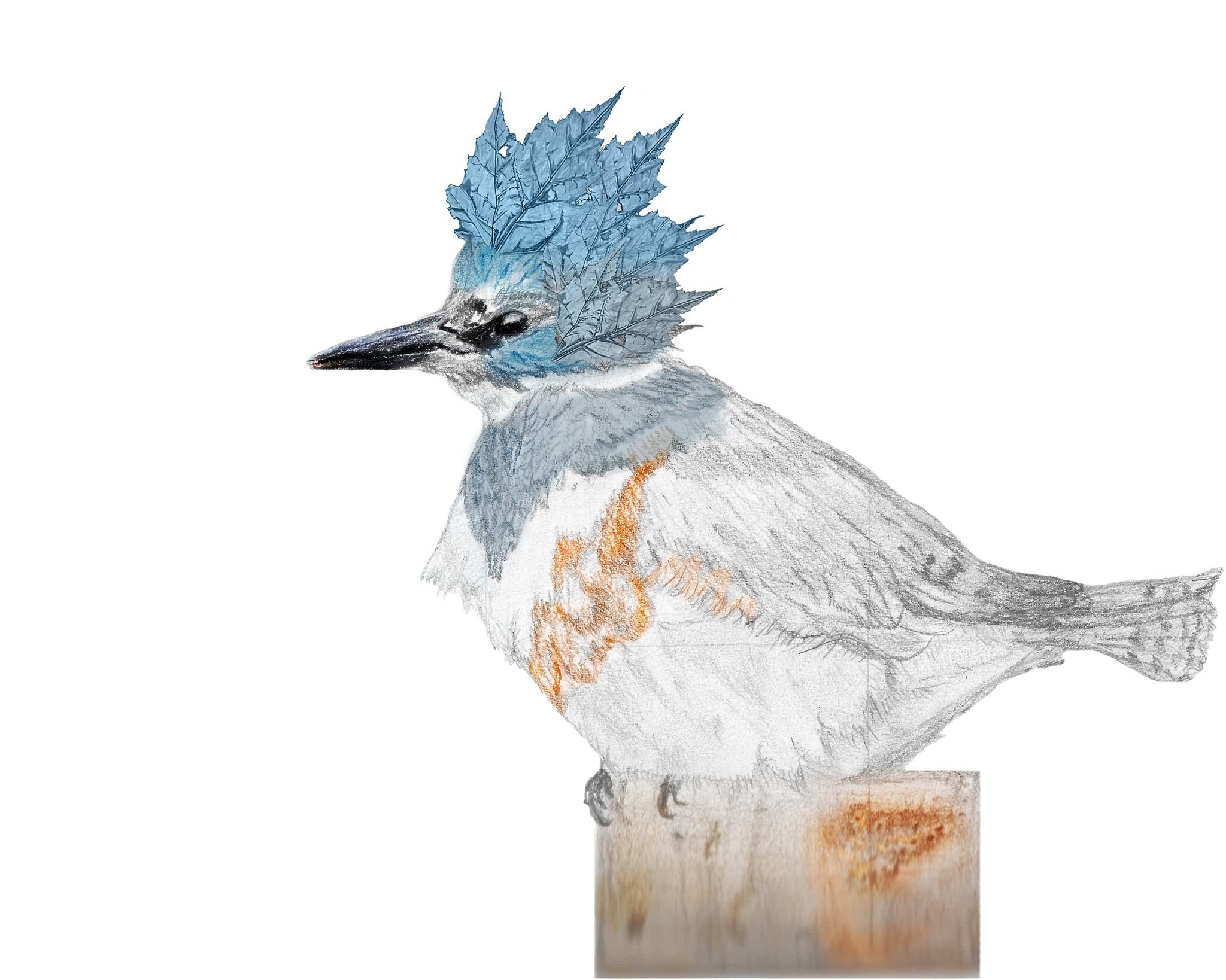 West Coast Bird, Mixed Media. By: Justine Browning