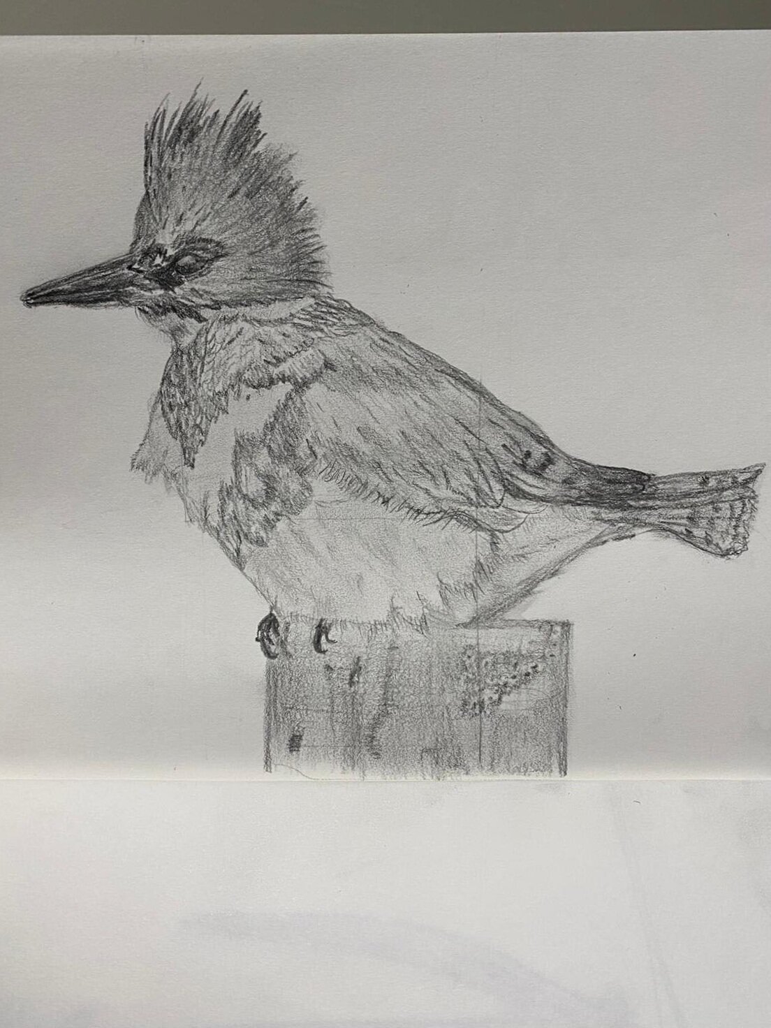 West Coast Bird, Pencil on Paper. By: Justine Browning