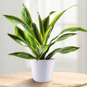 Dracaena