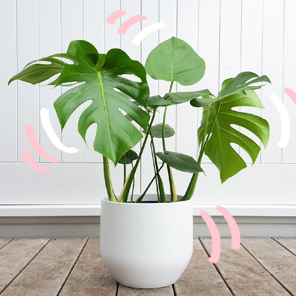 12 Plantas Perfectas Para tu Oficina — bonita semana