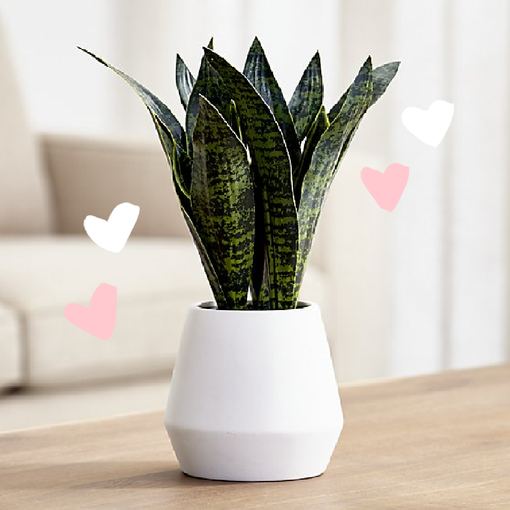 Sansevieria