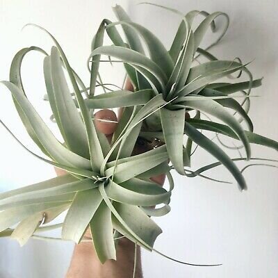 Tillandsia-xerographica-plantas-colección-CLAVEL-DE-AIRE-12.jpg