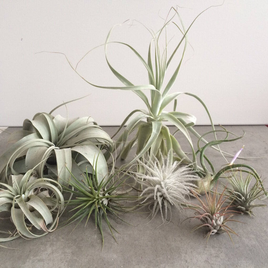 img_2016_midwest_home_air_plants2_X_jpg.jpg