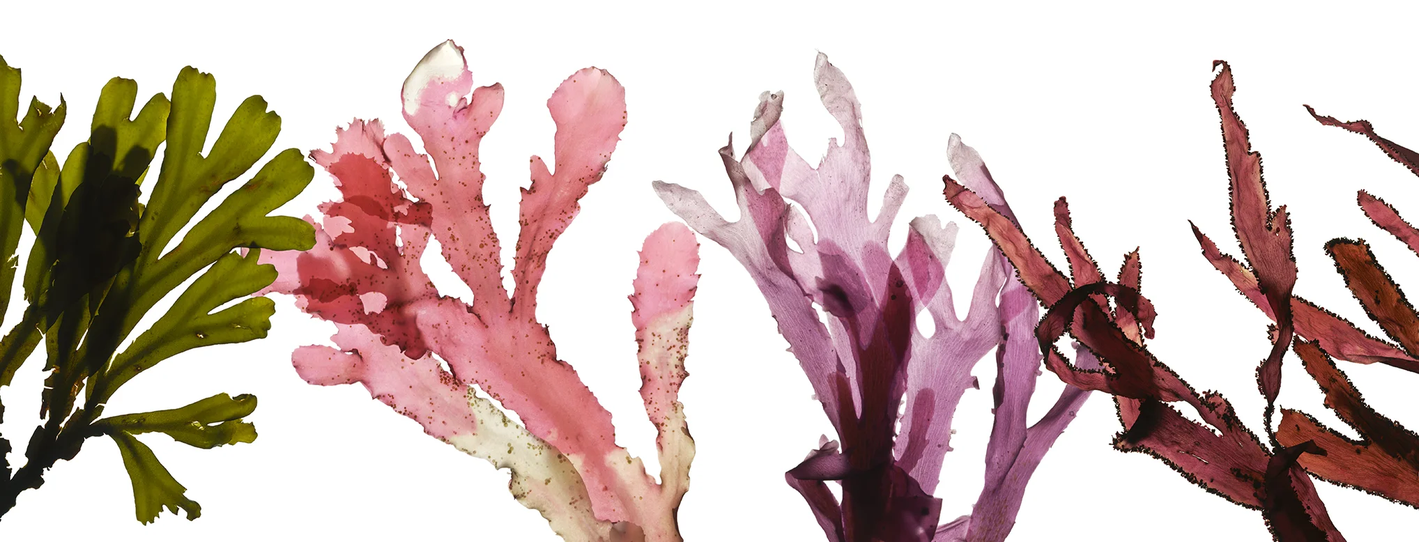 JosieSeaweedVarieties.jpg