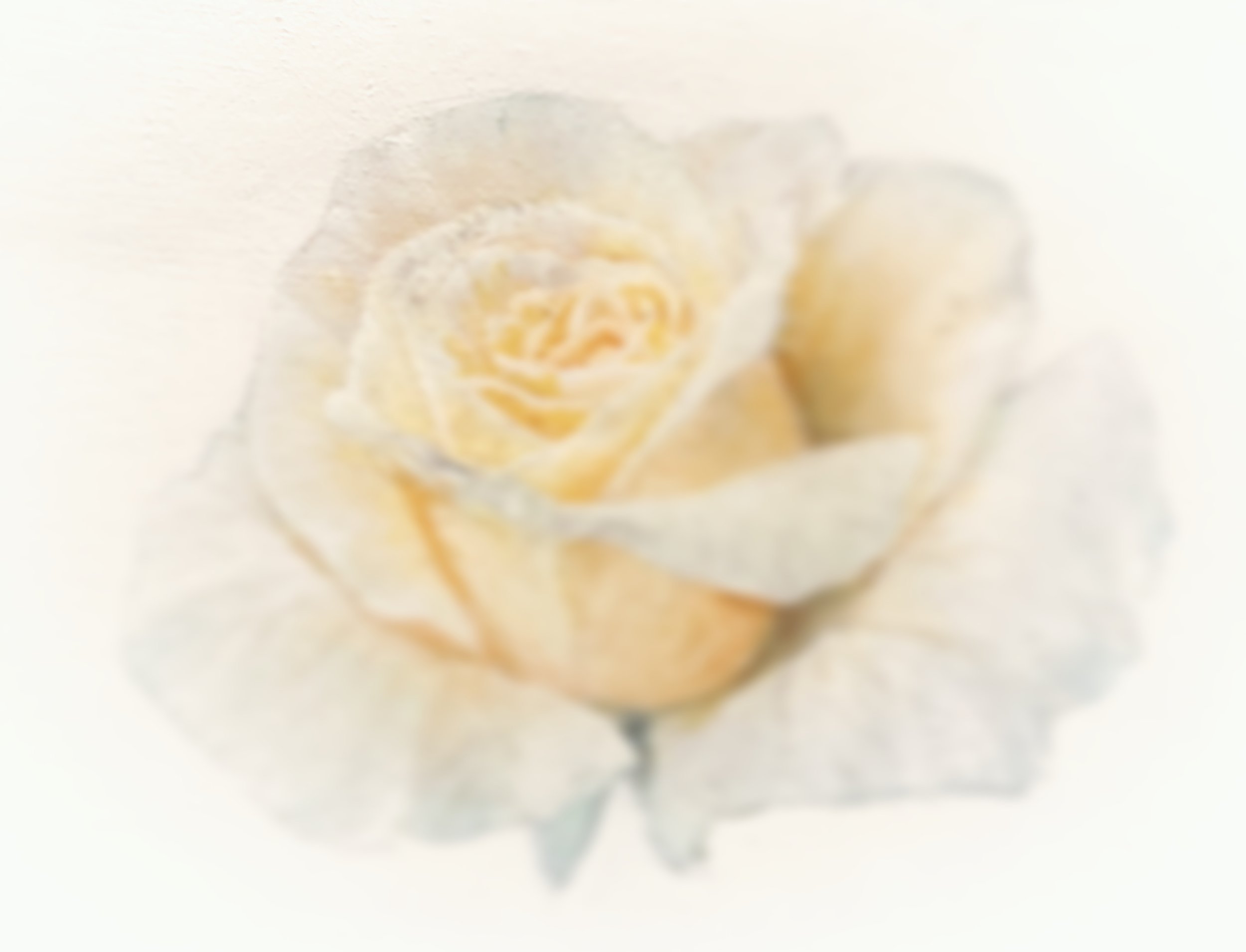 white rose | 2017 @brianamwills