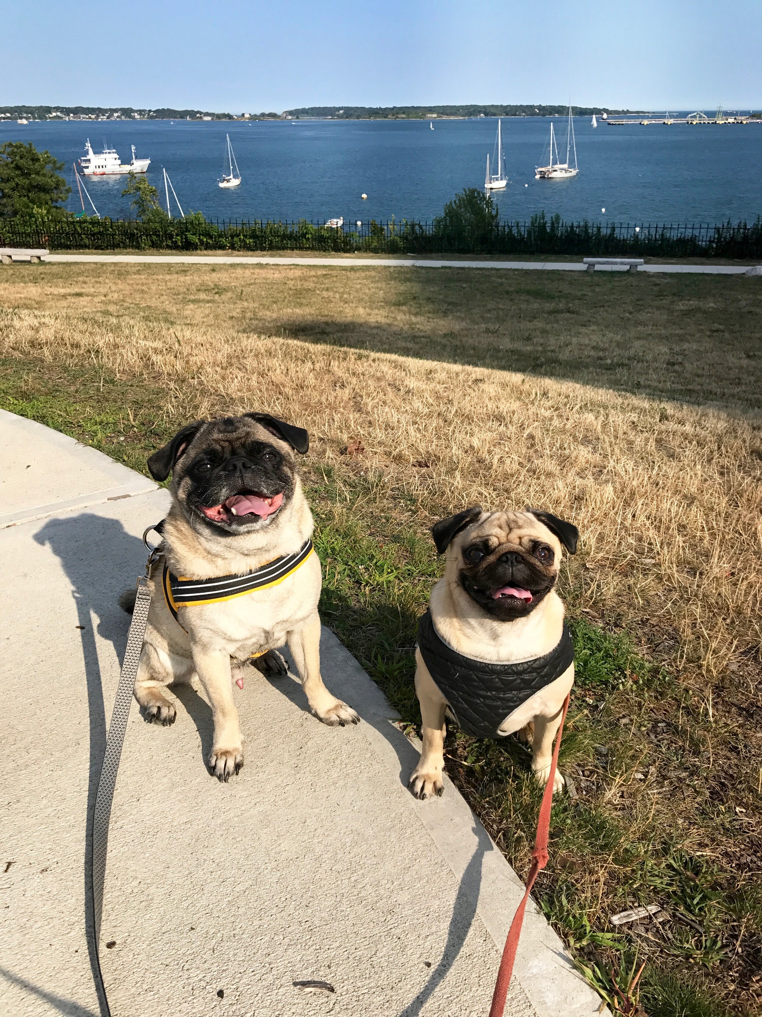 (adorable) pugs.jpeg