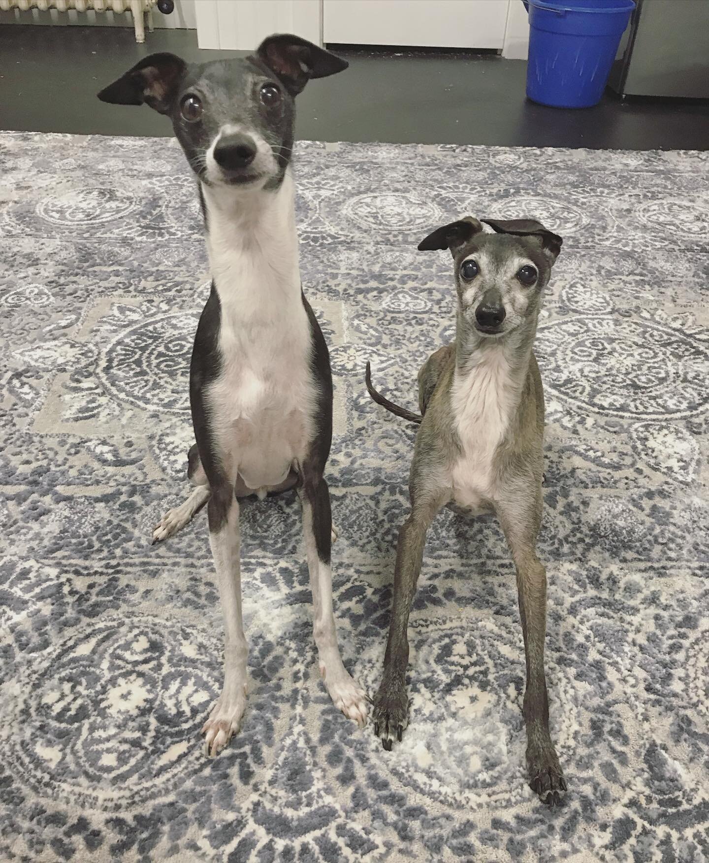 Did you say WALK time?? #mainedogs #italiangreyhound