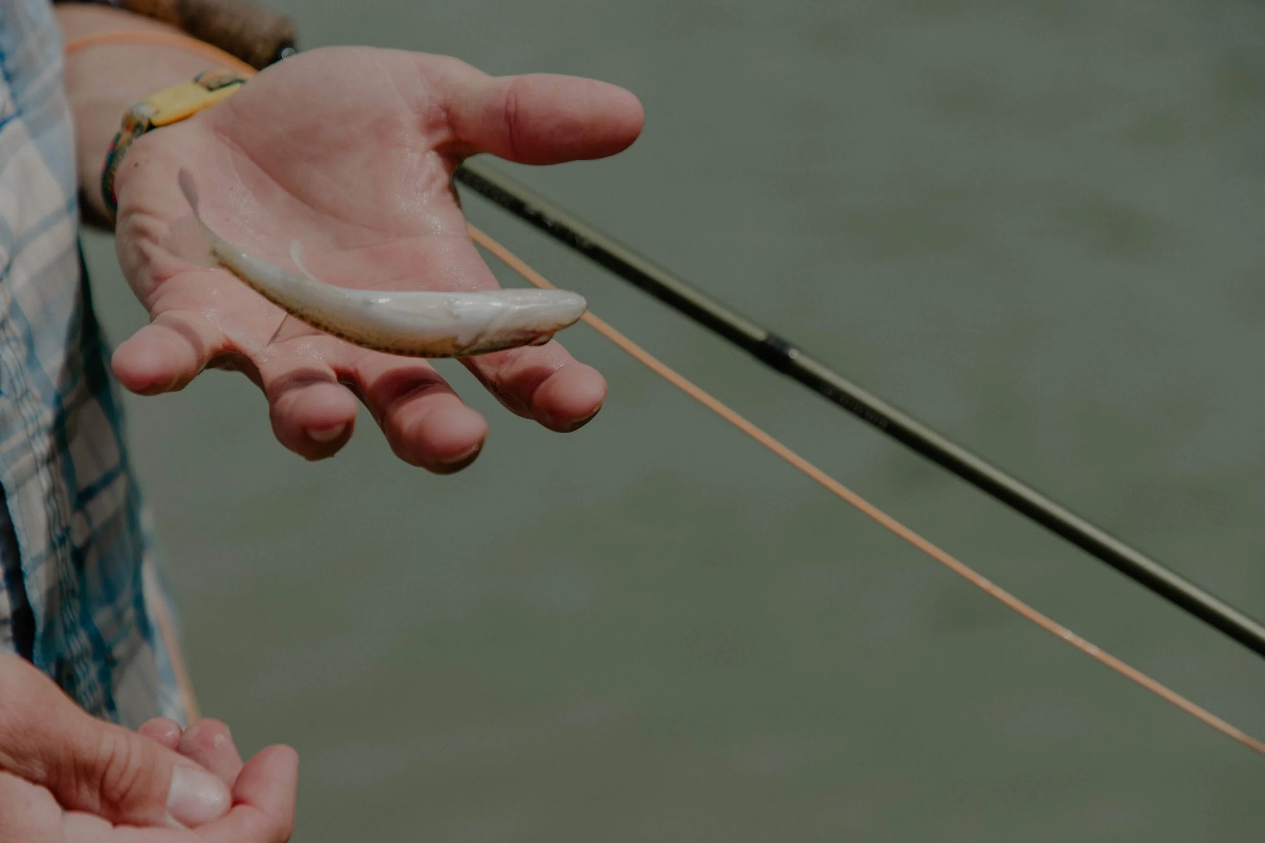 4272020_MW_fryfishin115.jpg
