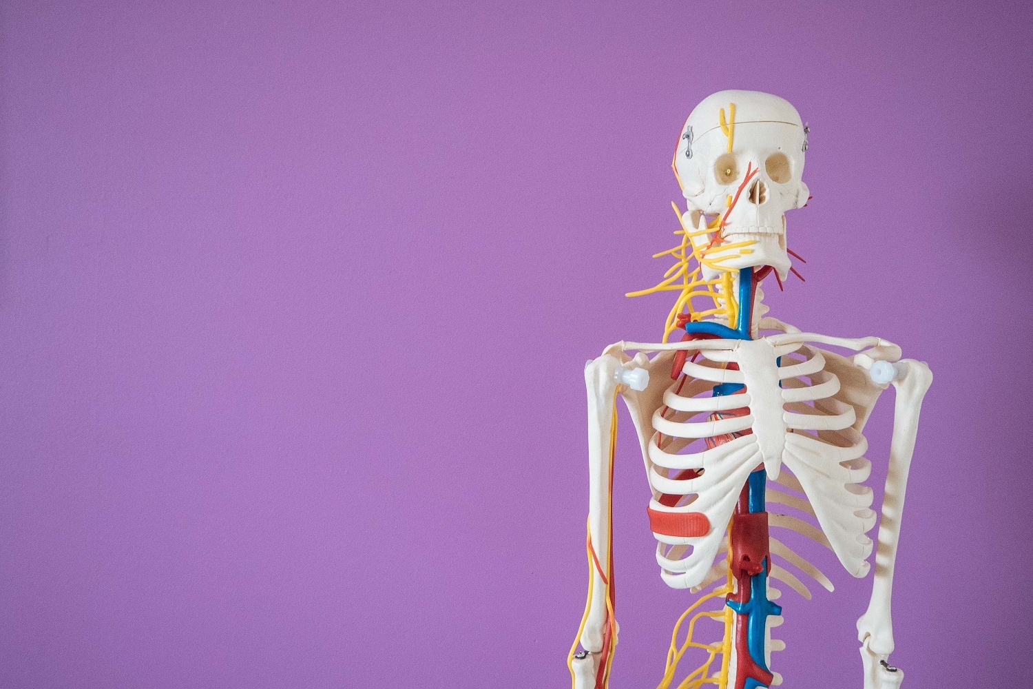 Graham skeleton purple wall 1500px.jpg