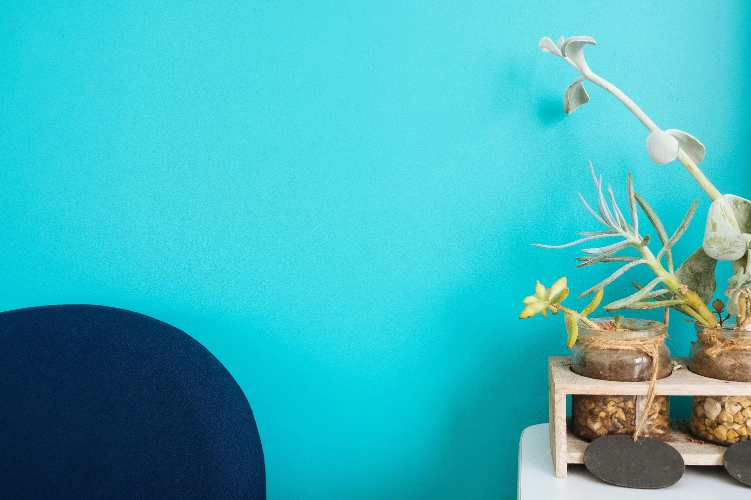 succulents blue wall 1500px.jpg