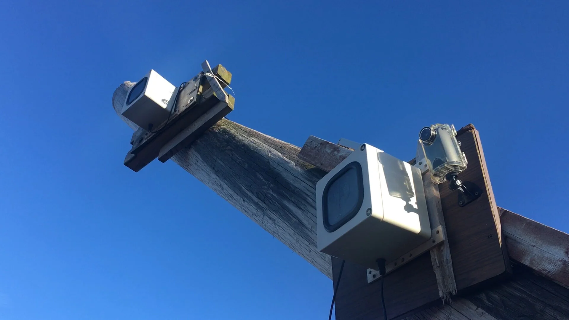 Still from Come Coyote, 2019.