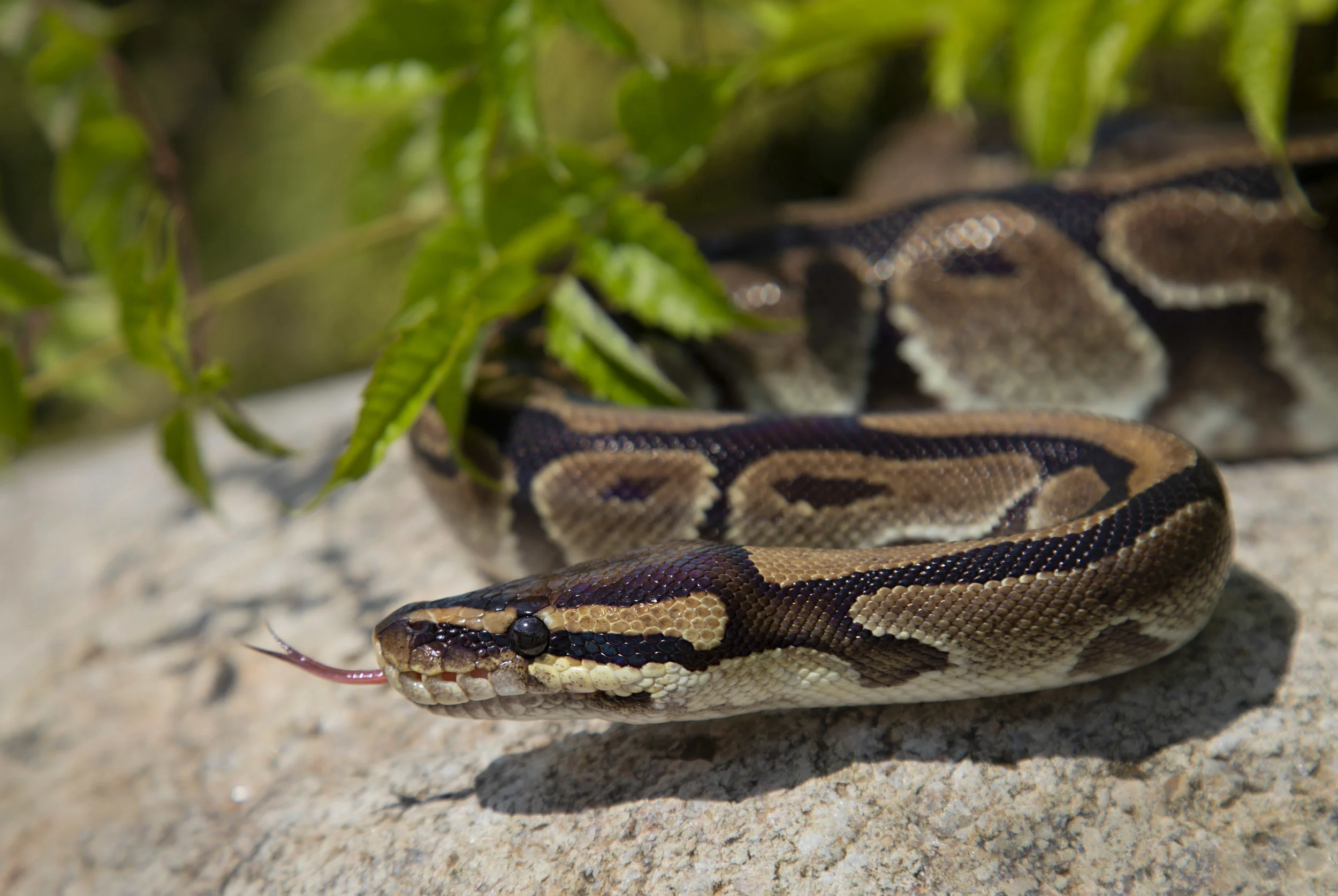This year at Close Encounters we highlighted the outreach and rescue efforts the support of our members has enabled- such as taking in this snake, found in a dumpster.